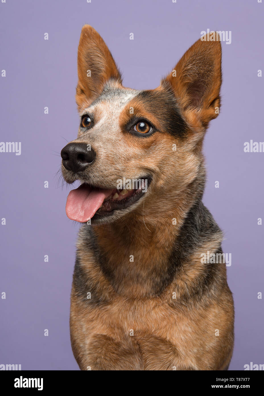 Porträt einer Australian Cattle Dog weg schauen die auf einem violetten Hintergrund in einem Bild vertikal links Stockfoto