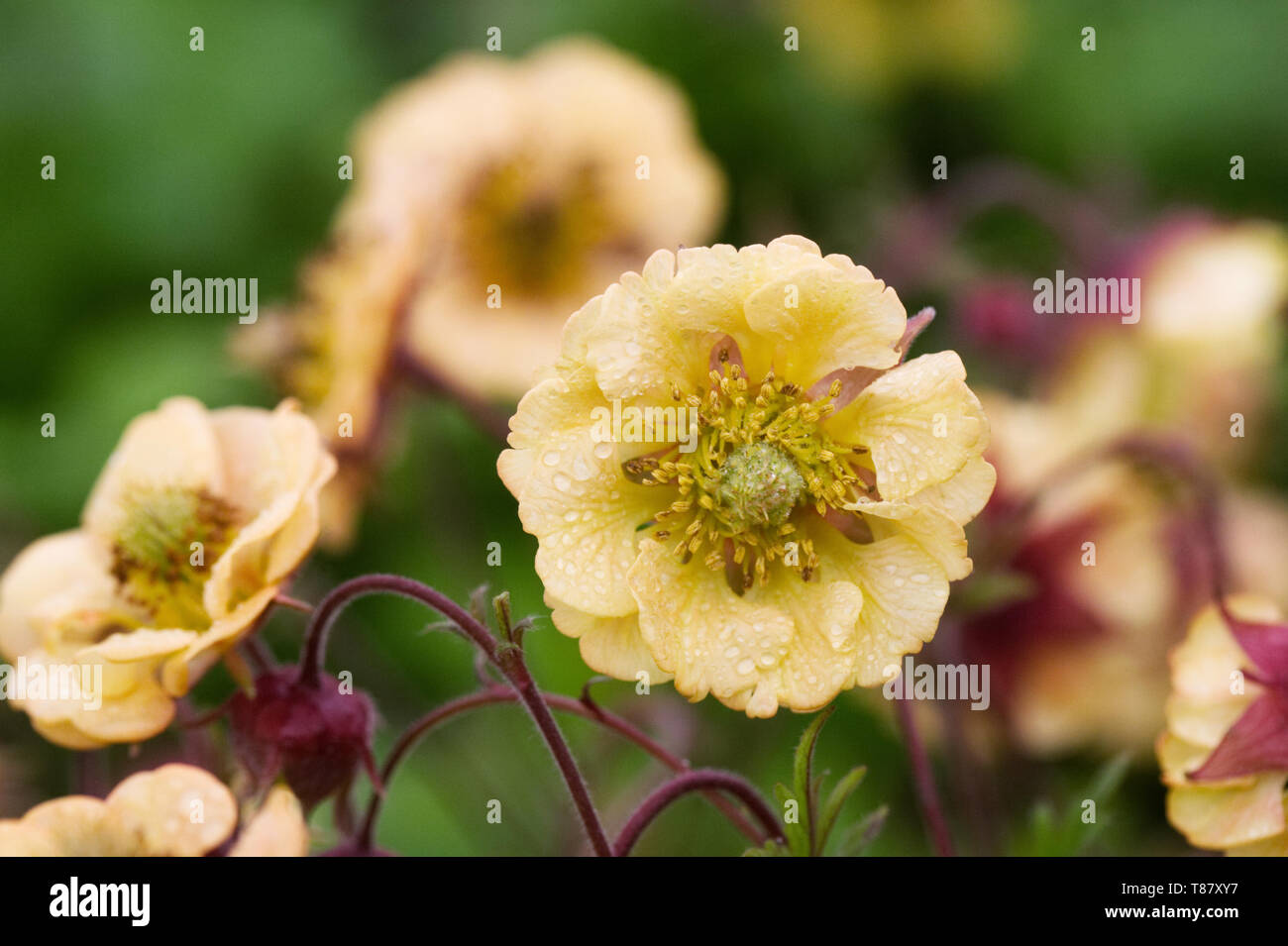 Ananas blumen -Fotos und -Bildmaterial in hoher Auflösung – Alamy Ananas blumen -Fotos und -Bildmaterial in hoher Auflösung – Alamy