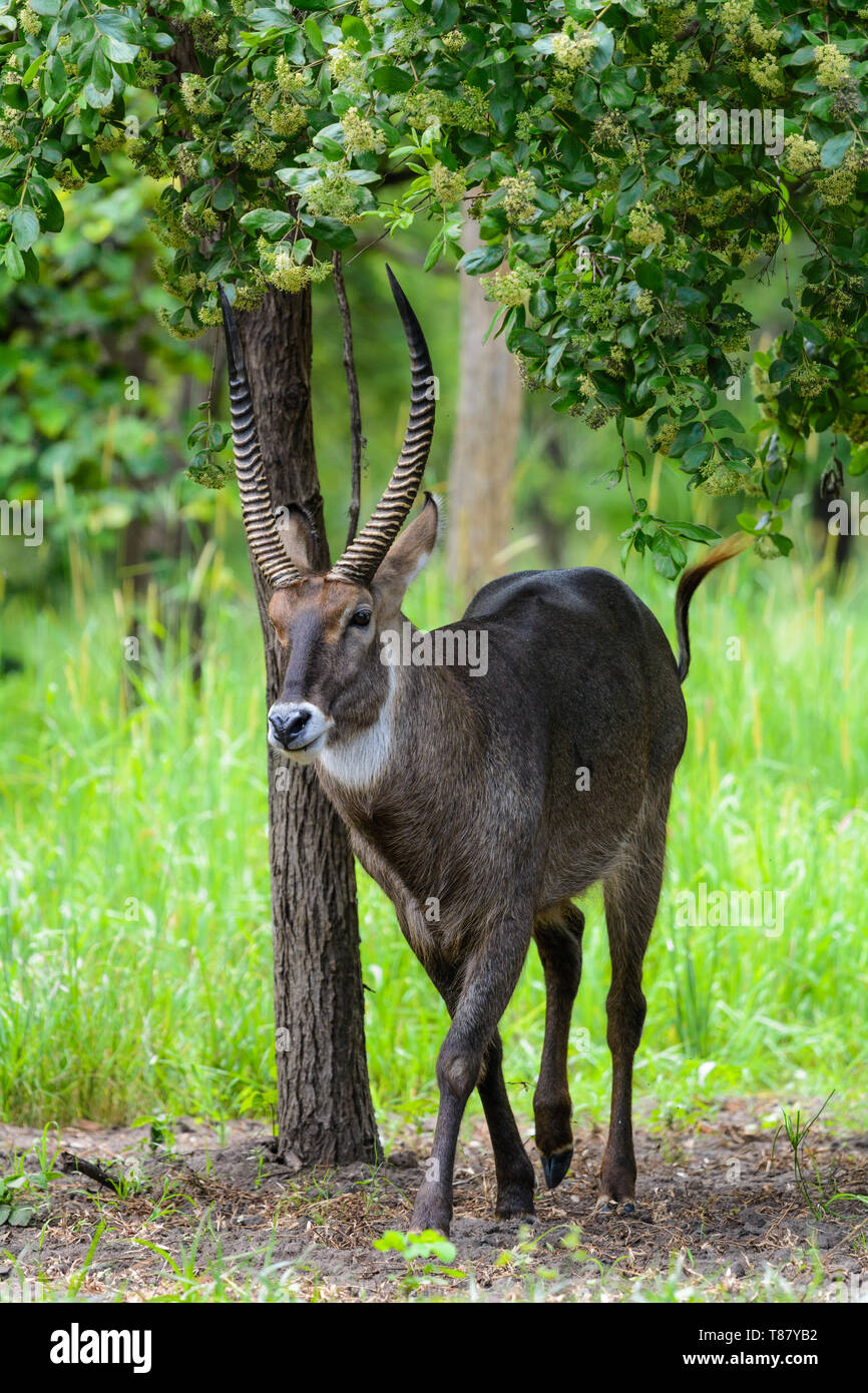 Nahaufnahme eines männlichen Wasserbock zu Fuß durch Bush Stockfoto