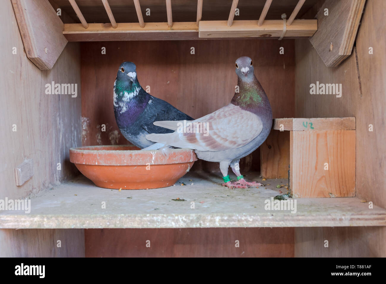 Brüten Tauben Immer Im Gleichen Nest Tauben verschachteln -Fotos und -Bildmaterial in hoher Auflösung – Alamy