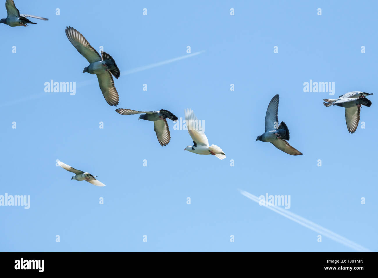 Fliegende Tauben und ein blauer Himmel Stockfoto