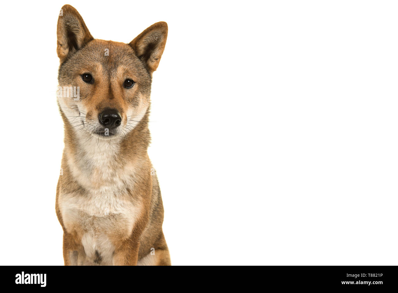 Porträt einer Shikoku Hund eine japanische Rasse entfernt auf einem weißen  Hintergrund Blick isoliert Stockfotografie - Alamy