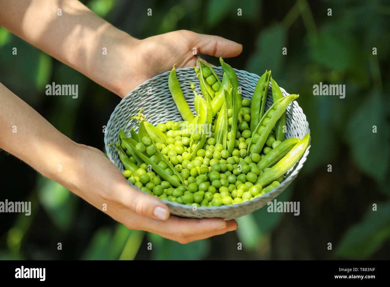 Junge Frau mit Weidenkorb mit Frische grüne Erbsen, im Freien, Nahaufnahme Stockfoto