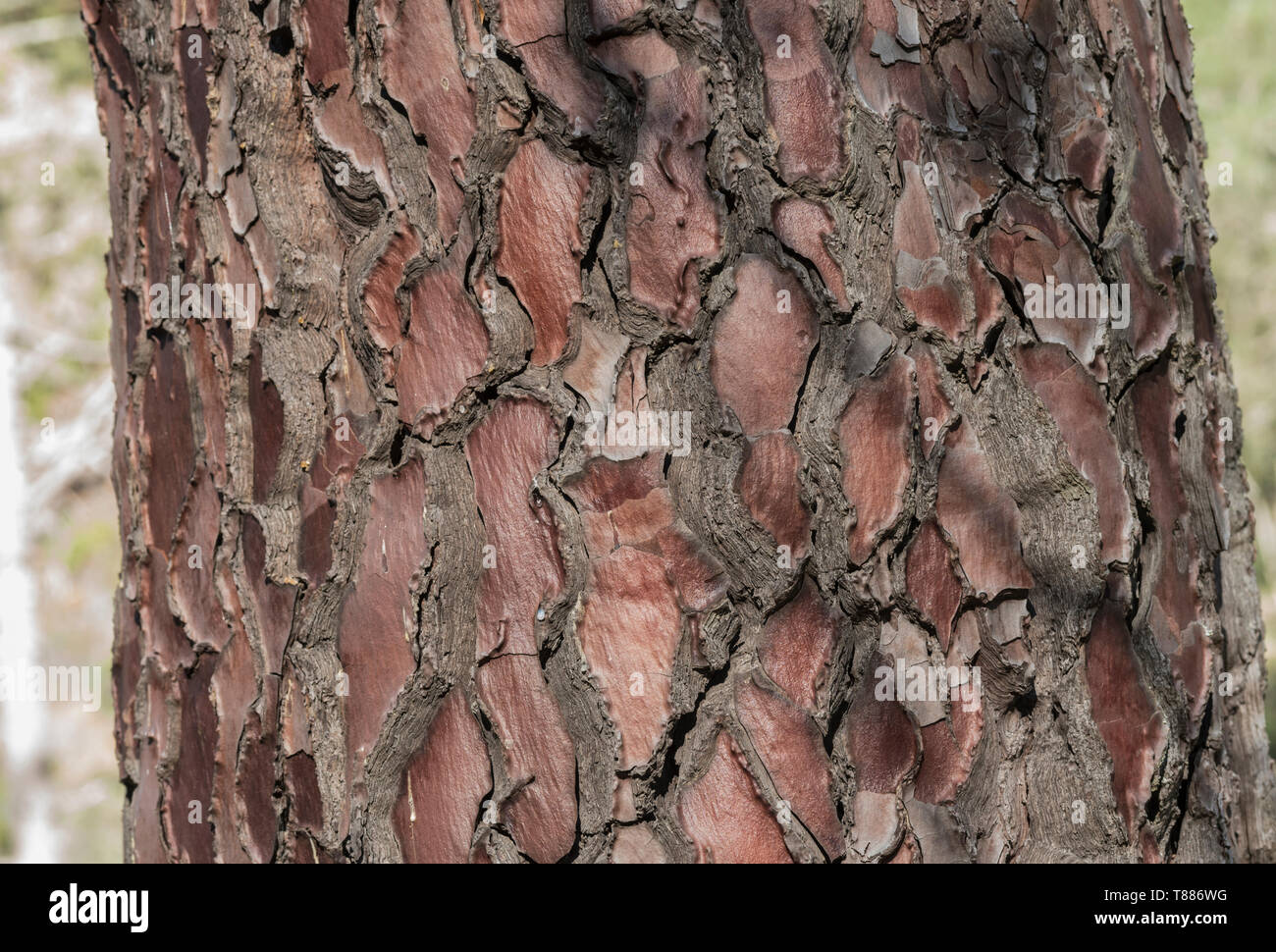 Rinde eines korsische Kiefer (Pinus nigra Laricio) Stockfoto