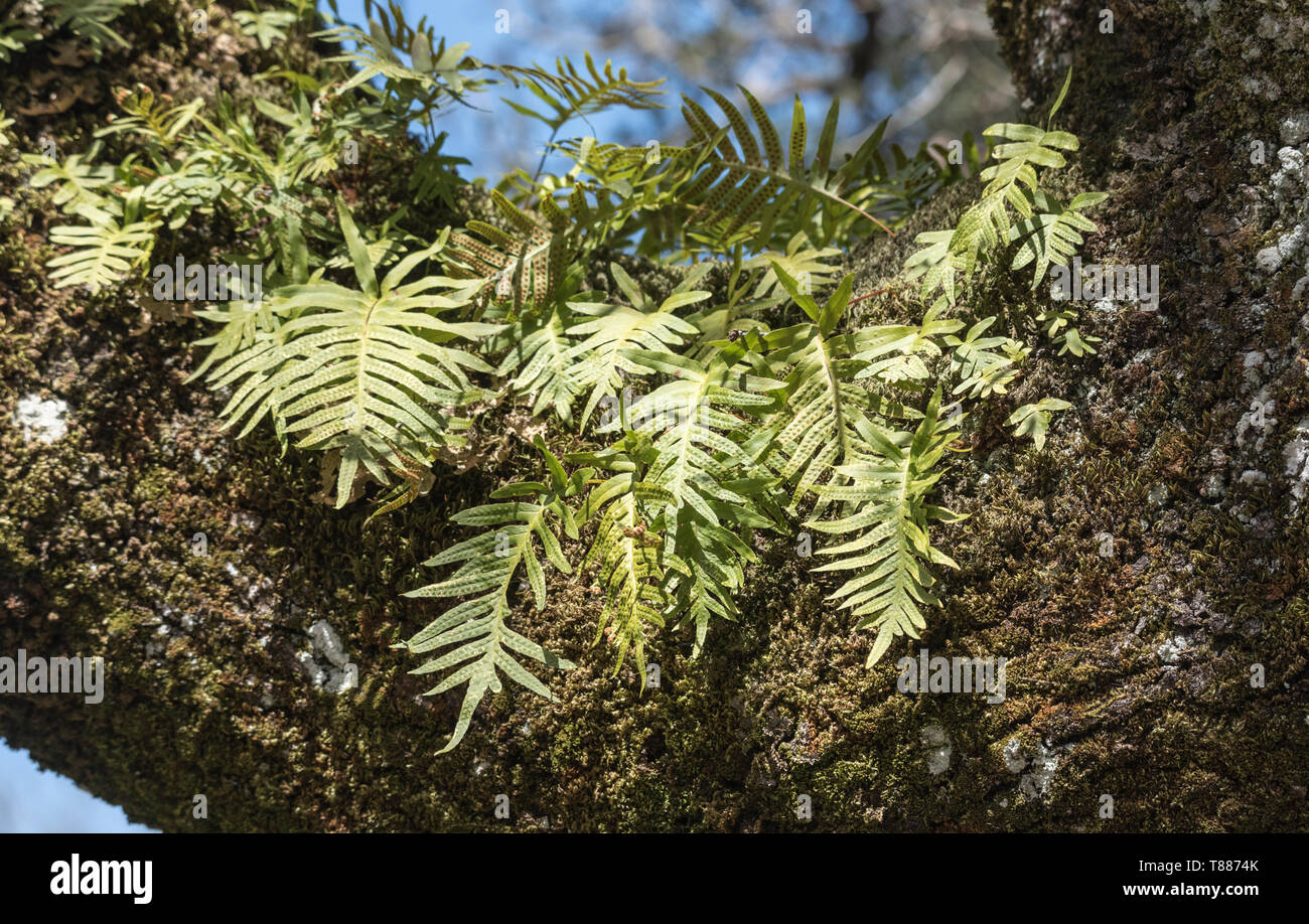 Farne wachsen in einem Cork Oak Tree Stockfoto