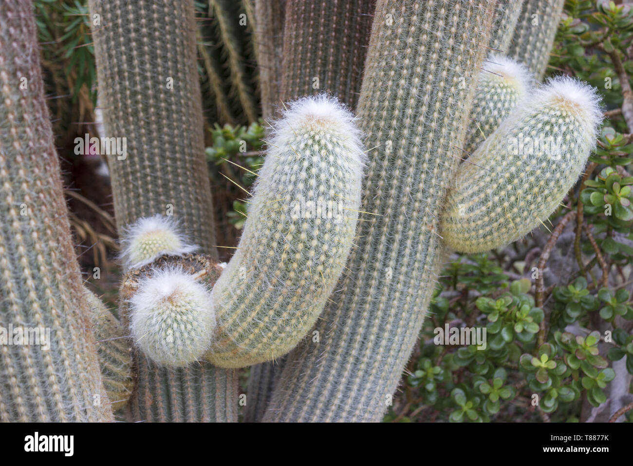 Detail der grossen Kaktus - Espostoa lanata im Botanischen Garten Stockfoto