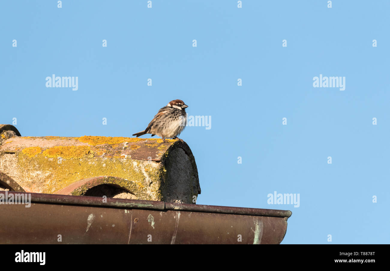 Spanische Sperling (Passer Hispaniolensis) Stockfoto
