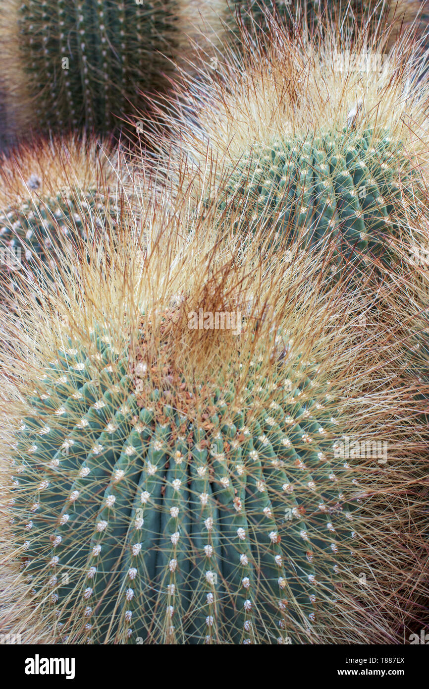 Große Kaktus - aylostera steinmanni im Botanischen Garten Stockfoto