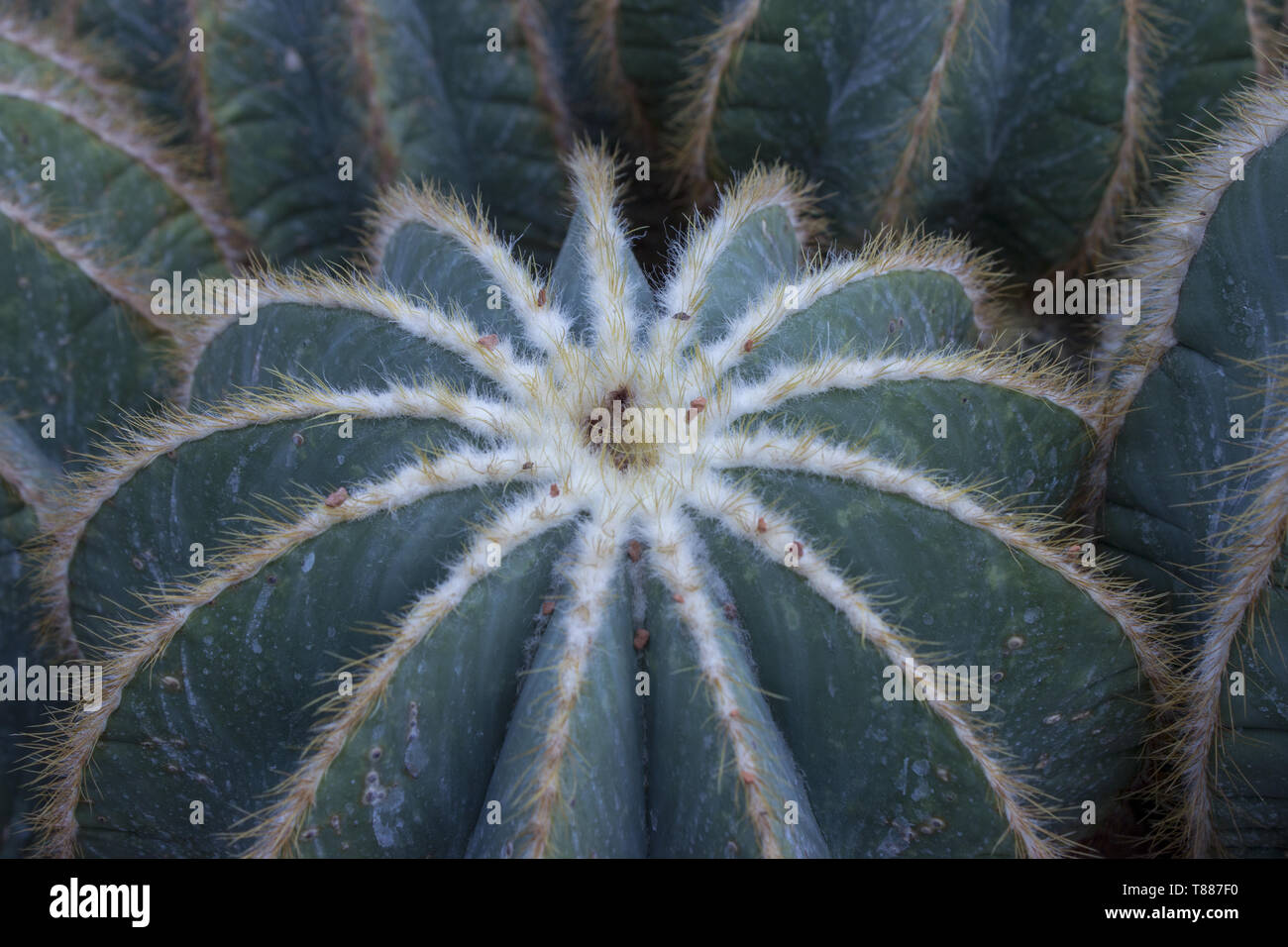 Detail der grossen Kaktus - Mexiko im Botanischen Garten Stockfoto