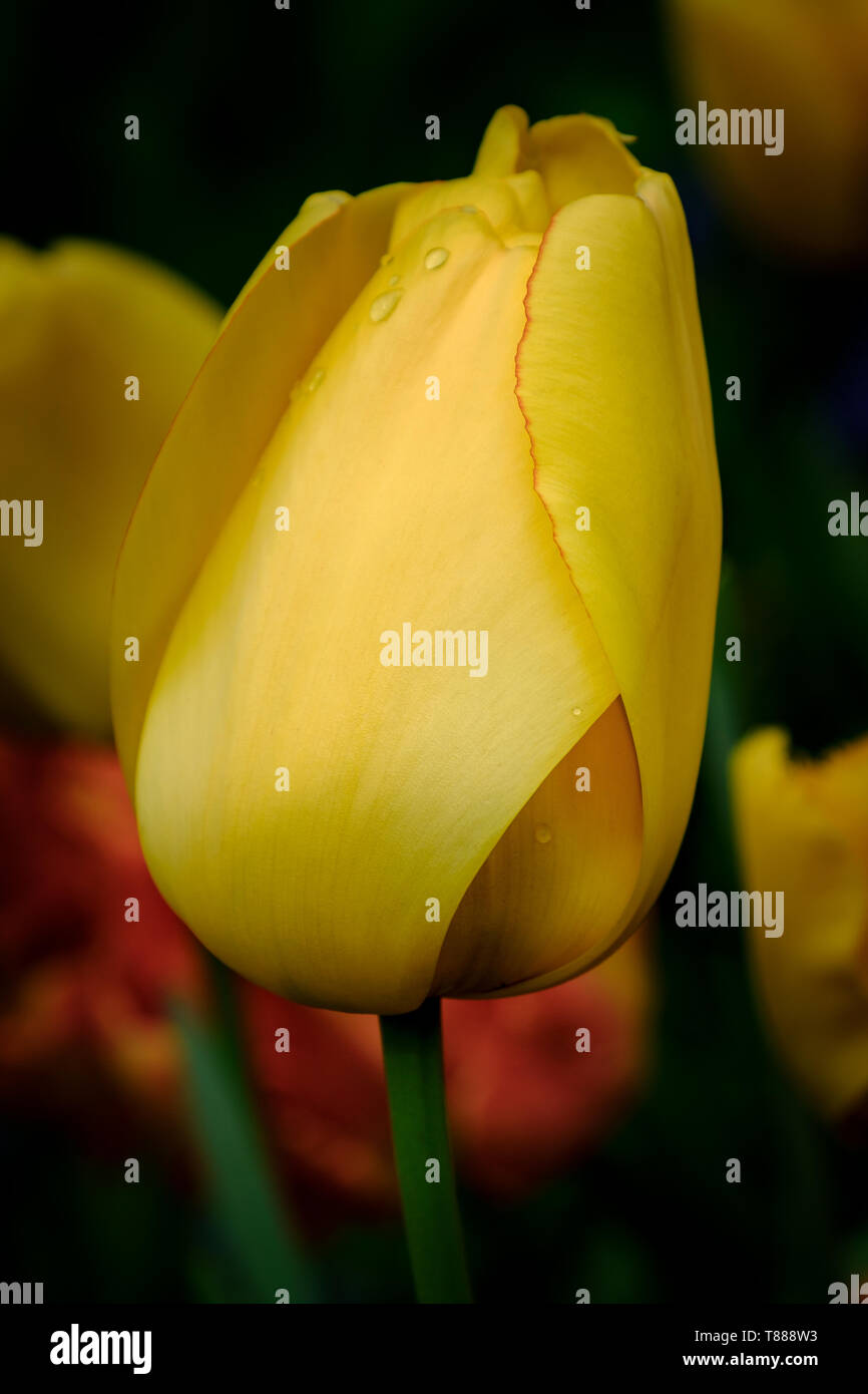 Gelbe Tulpe Bud in Keukenhof Gärten, Niederlande Stockfoto