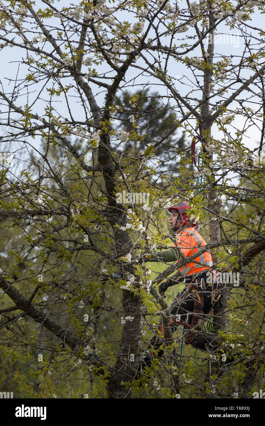 Männliche Baumzüchter aka Baum Chirurg in Gut sichtbare Kleidung und Schutzhelm Helm mit Kettensäge zu beschneiden, schnitt er Baum oder hoch oben in den Baumwipfeln Stockfoto