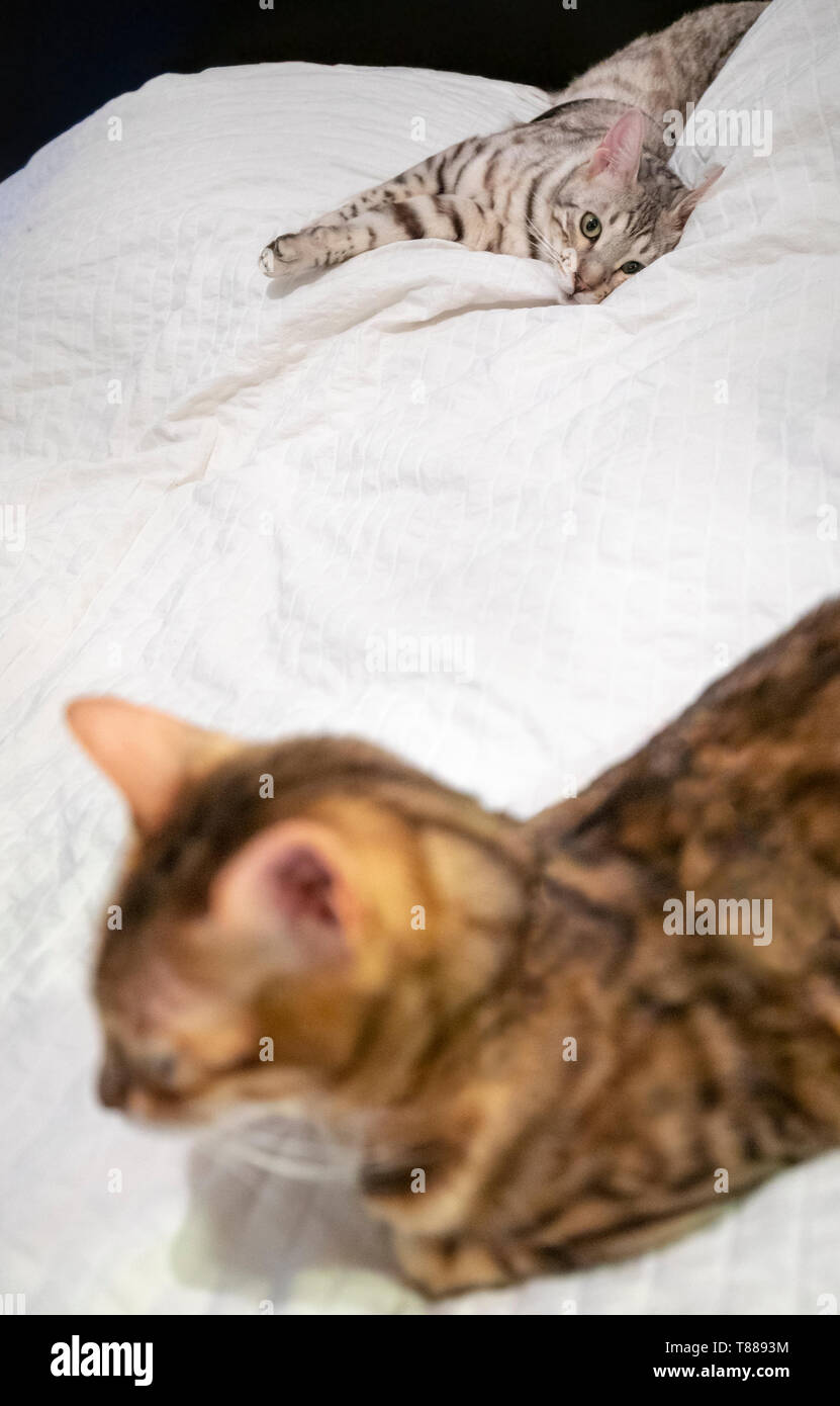 Junge männliche Bengal Katze liegend auf Bett schaut bewundernd an älteren weiblichen Bengal Katze schlafen Stockfoto