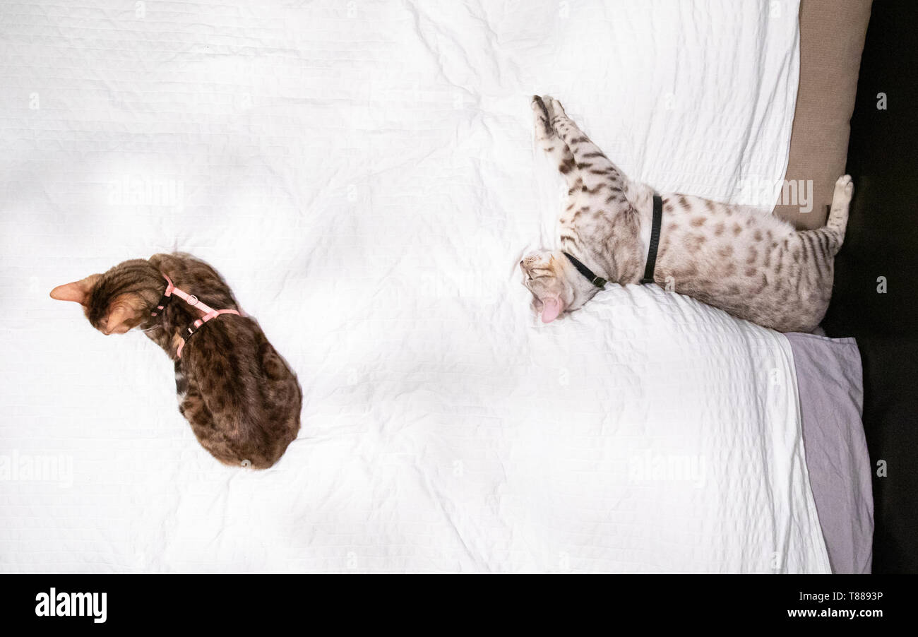 Hoch oben von oben Ansicht von männlichen und weiblichen Bengal Katzen, beide trugen harnessess, liegend auf dem Bett ausruhen oder schlafen Stockfoto