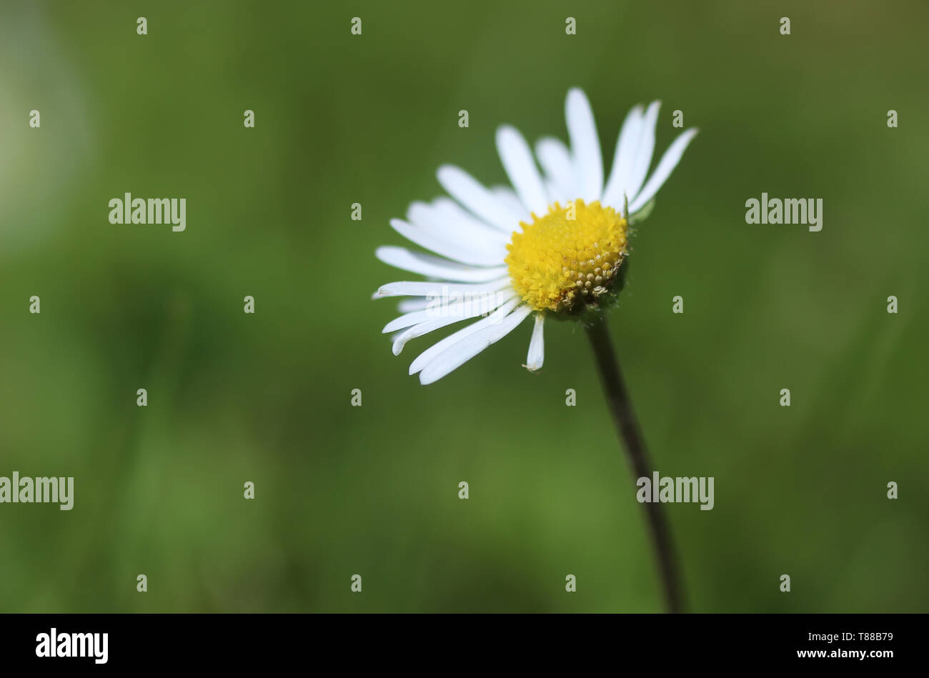 Daisy Flower Stockfoto