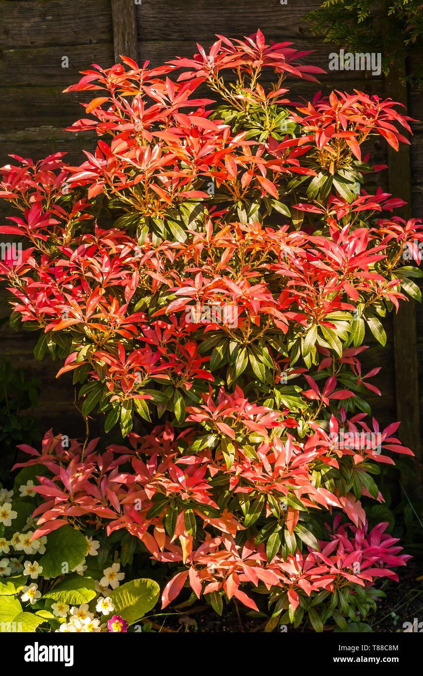 Feuriges rot leaved Strauch, Pieris. Andromedas oder fetterbush in Amerika. Stockfoto