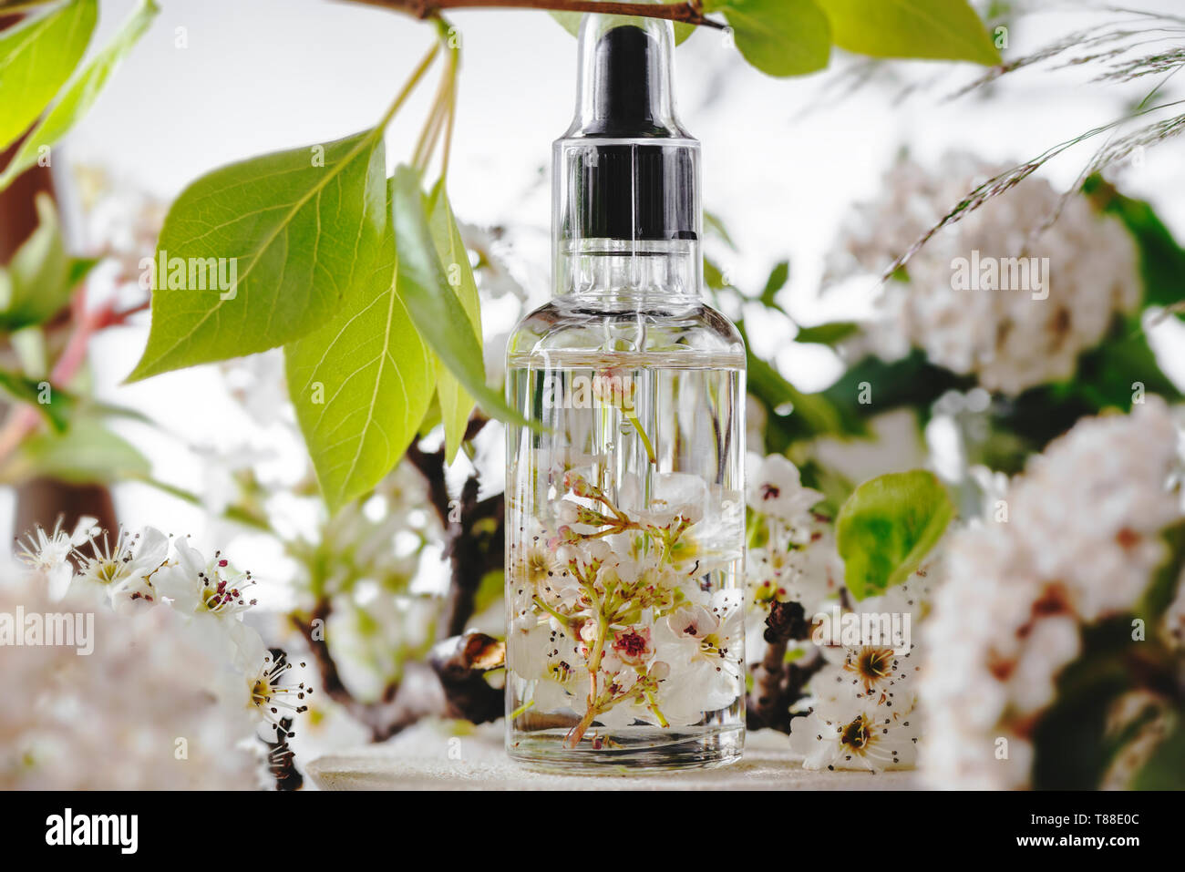 Ätherisches Öl, mit frischen weißen Blumen der Kirsche, auf grüne Blätter Hintergrund Stockfoto