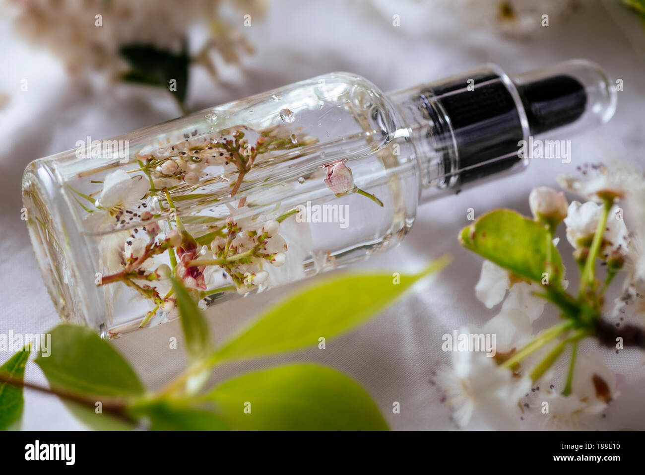 Ätherisches Öl, mit frischen weißen Blumen der Kirsche, auf grüne Blätter Hintergrund Stockfoto
