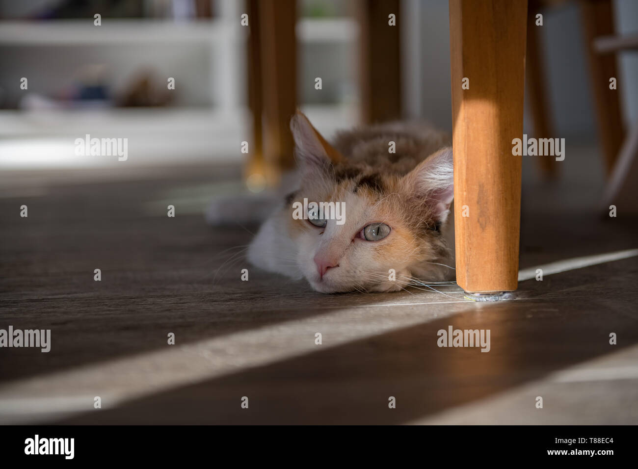 Eine weiße LaPerm Katze liegt unter den Tisch und sieht in die Kamera. Stockfoto