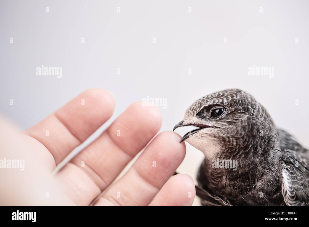 Hand junge Mauersegler Stockfoto