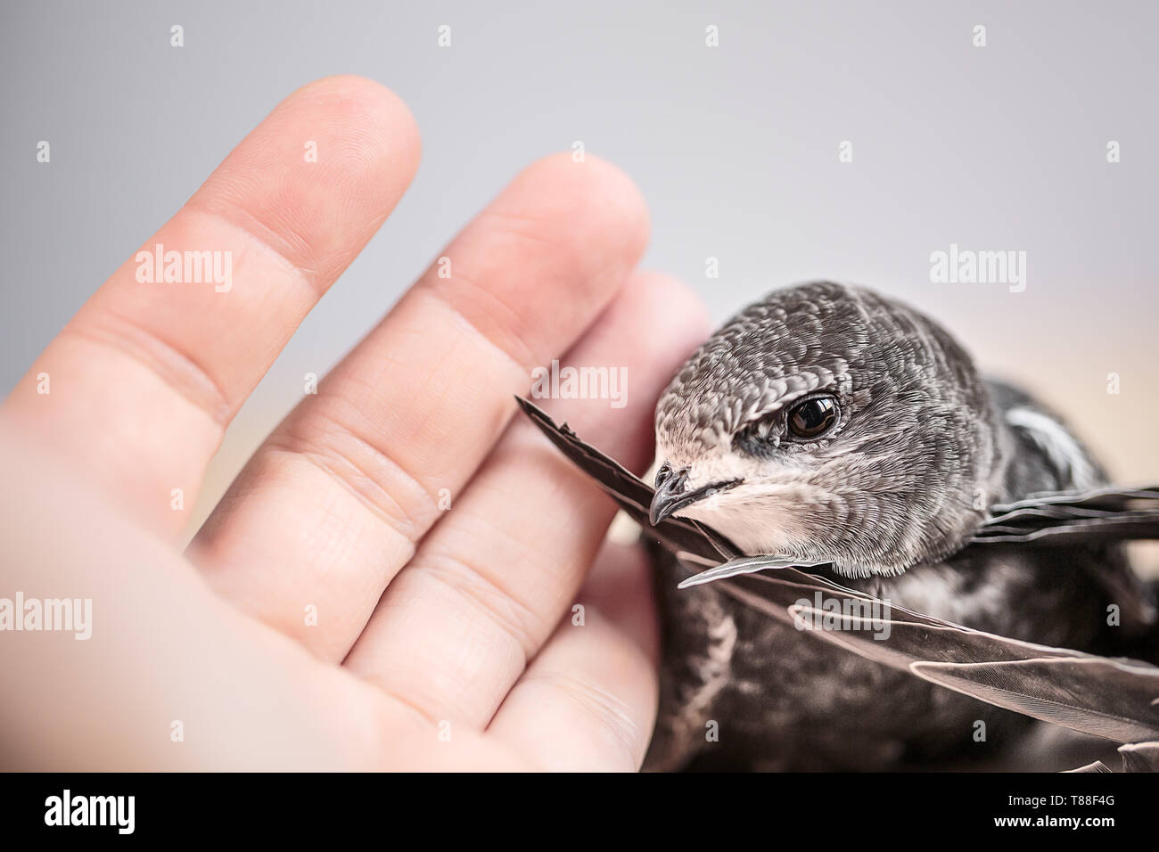 Hand junge Mauersegler Stockfoto