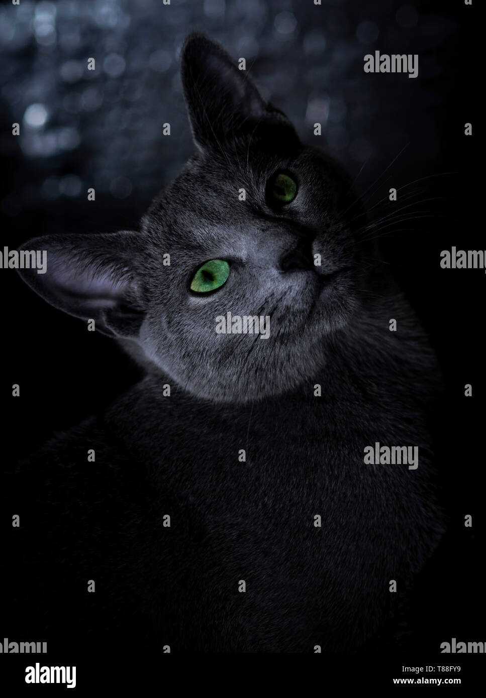 Russisch Blau Katze mit grünen Augen im Dunkeln zu sitzen Stockfoto