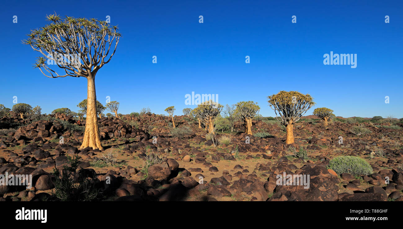 Panoramablick auf die Landschaft von köcherbäumen (Aloe dichotoma) und Granitfelsen, Namibia Stockfoto
