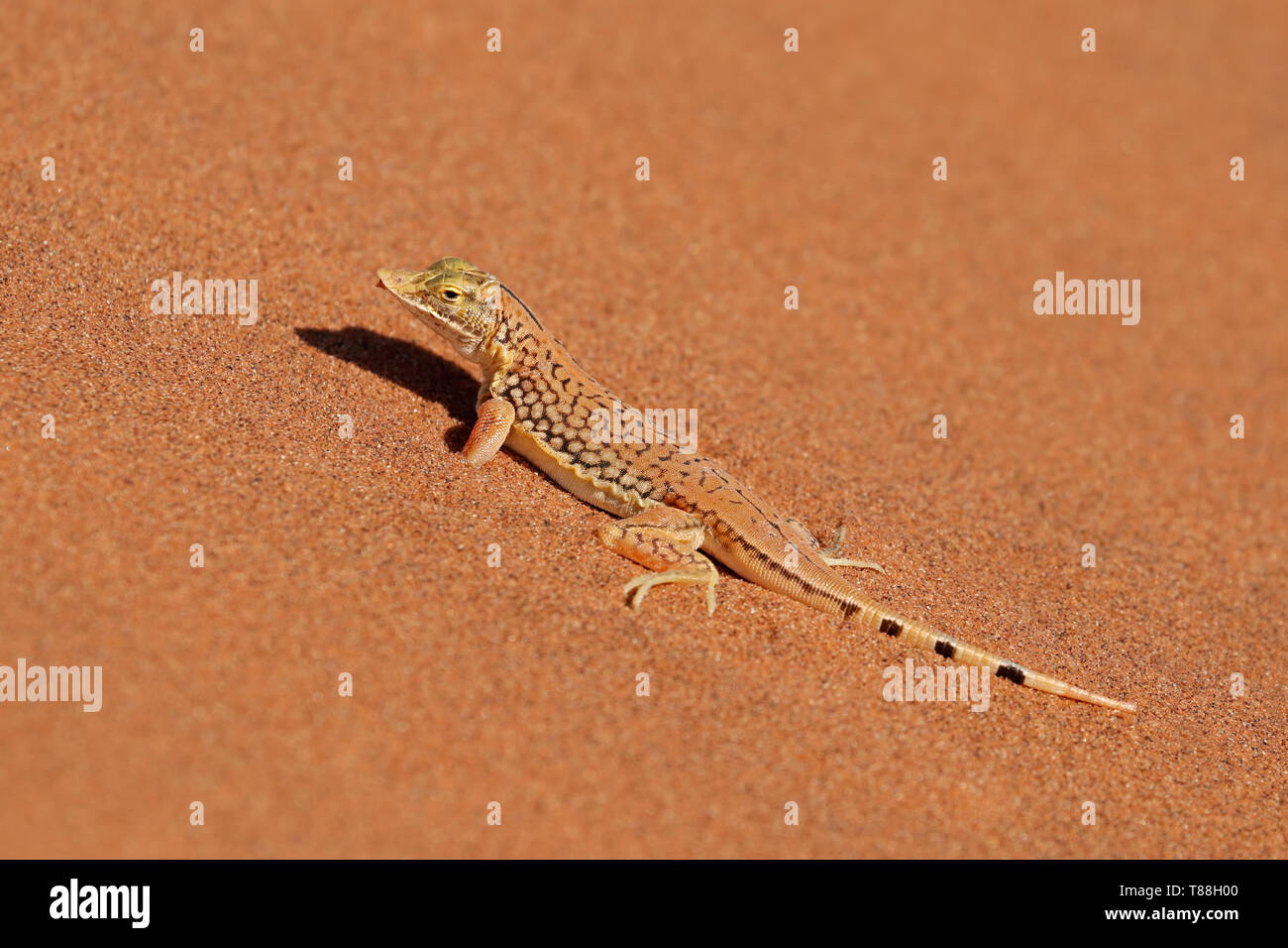 Eine Schaufel-snouted Lizard (Meroles anchietae) auf einer Düne, Wüste Namib, Namibia Stockfoto