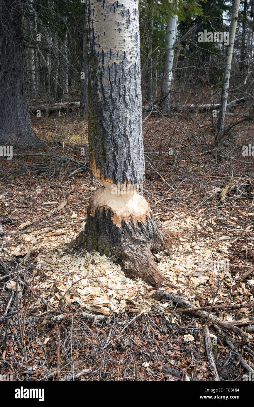 Eine espe Baum, die Anzeichen von Biber (Castor canadensis) Aktivität. Der Biber ist in den Prozess der Kauen durch den Baumstamm, um Stockfoto