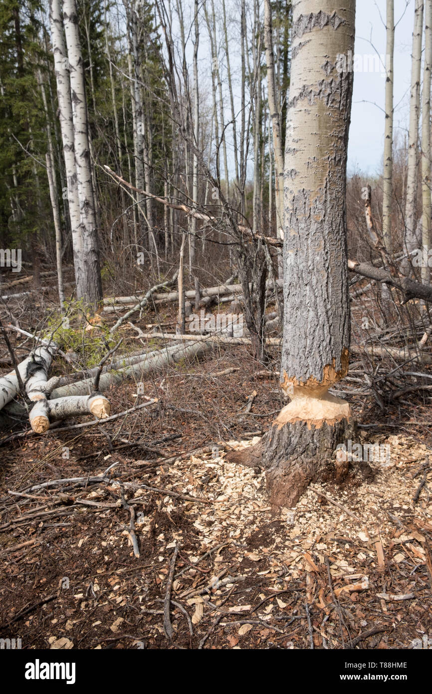 Eine espe Baum, die Anzeichen von Biber (Castor canadensis) Aktivität. Der Biber ist in den Prozess der Kauen durch den Baumstamm, um Stockfoto