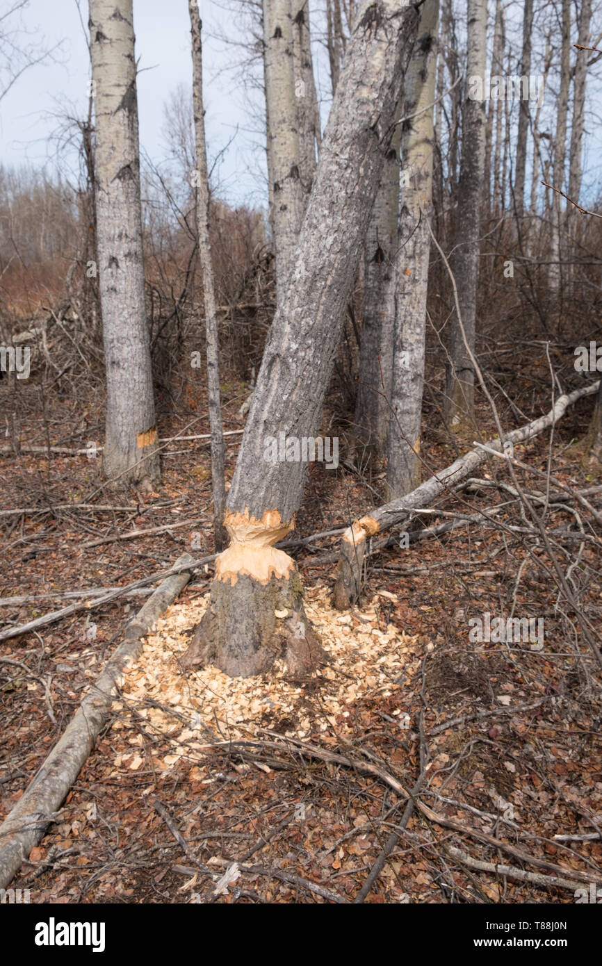 Eine Pappel, die Anzeichen von Biber (Castor canadensis) Aktivität. Der Biber ist in den Prozess der Kauen durch den Baumstamm, um Stockfoto