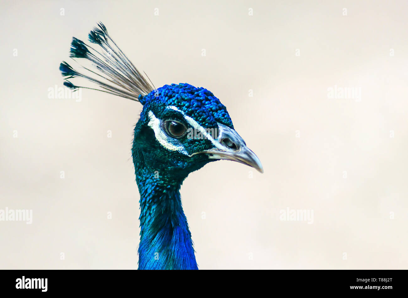 Indische männlichen Pfau Kopf Stockfoto