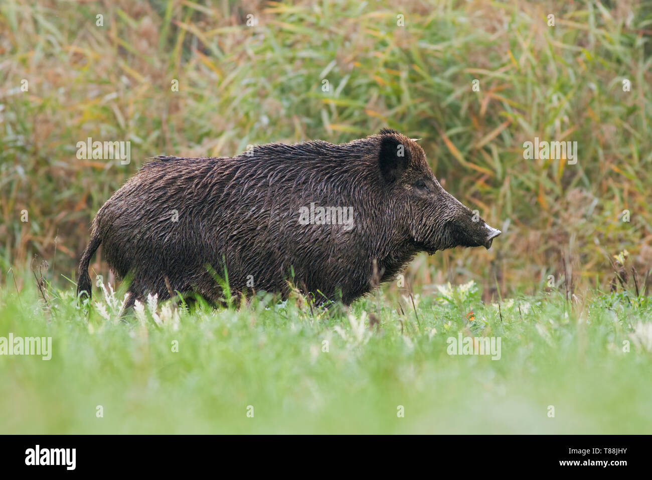 Seitenansicht der erwachsenen Wildschwein, sus scrofa, stehend auf einer Wiese im grünen Gras im Sommer mit unscharfem Hintergrund. Low Angle View des wilden Tieres in der Natu Stockfoto