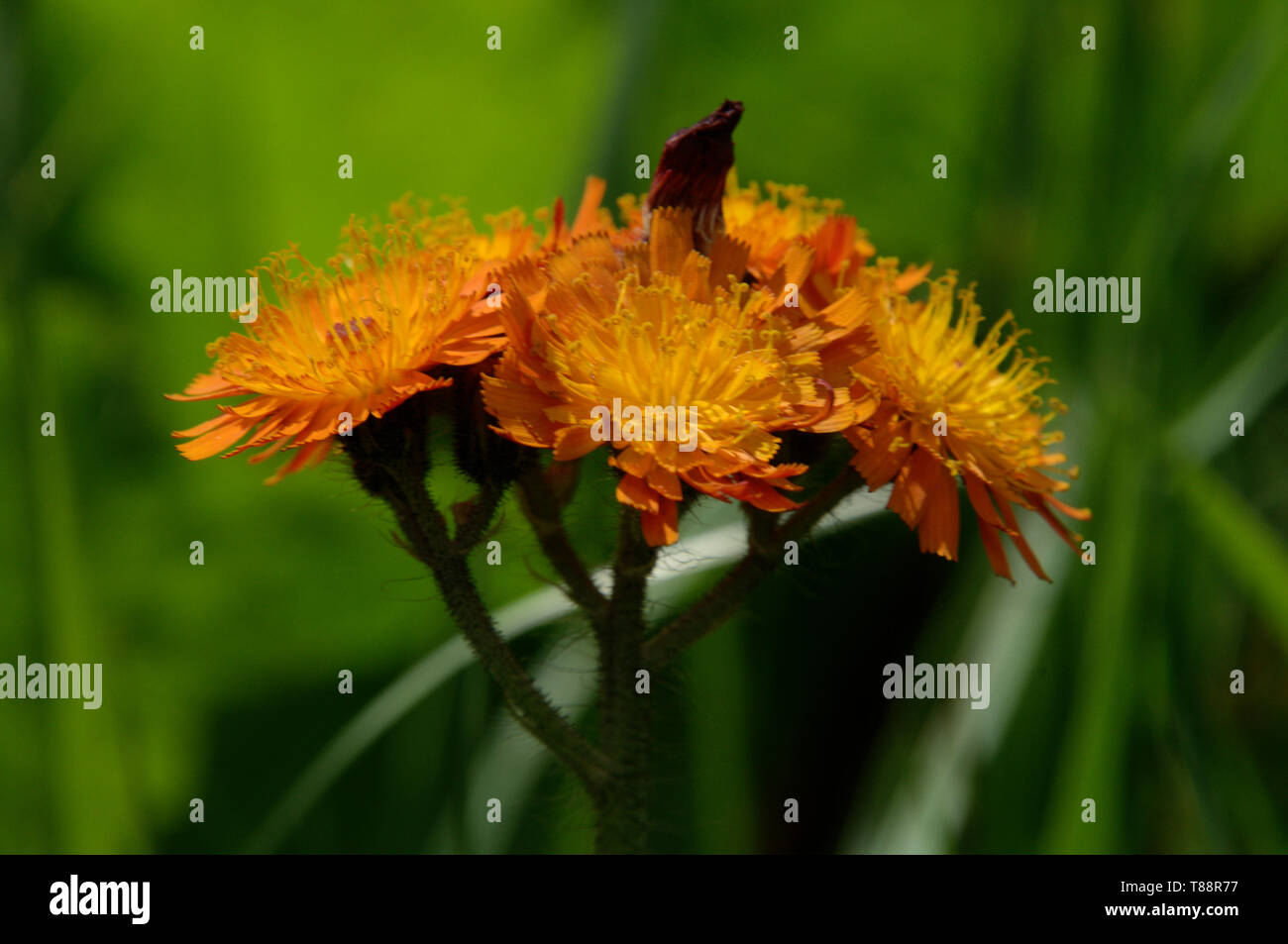 Pilosella Hieracium aurantiacum; aurantiaca (fox-und-Cubs, orange hawk Bit, Devil's Pinsel, düster-Collier) Stockfoto