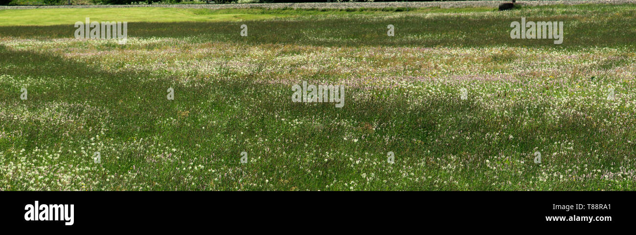 Texturen im Sommer Wiese in Davos, Schweizer Alpen Stockfoto