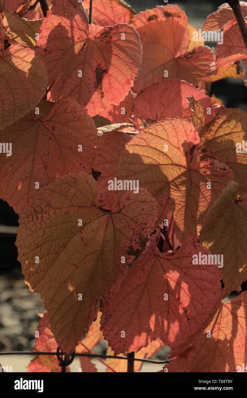 Rote Herbst Laub von wilden Reben auf dem Zaun in Zürich, Schweiz Stockfoto