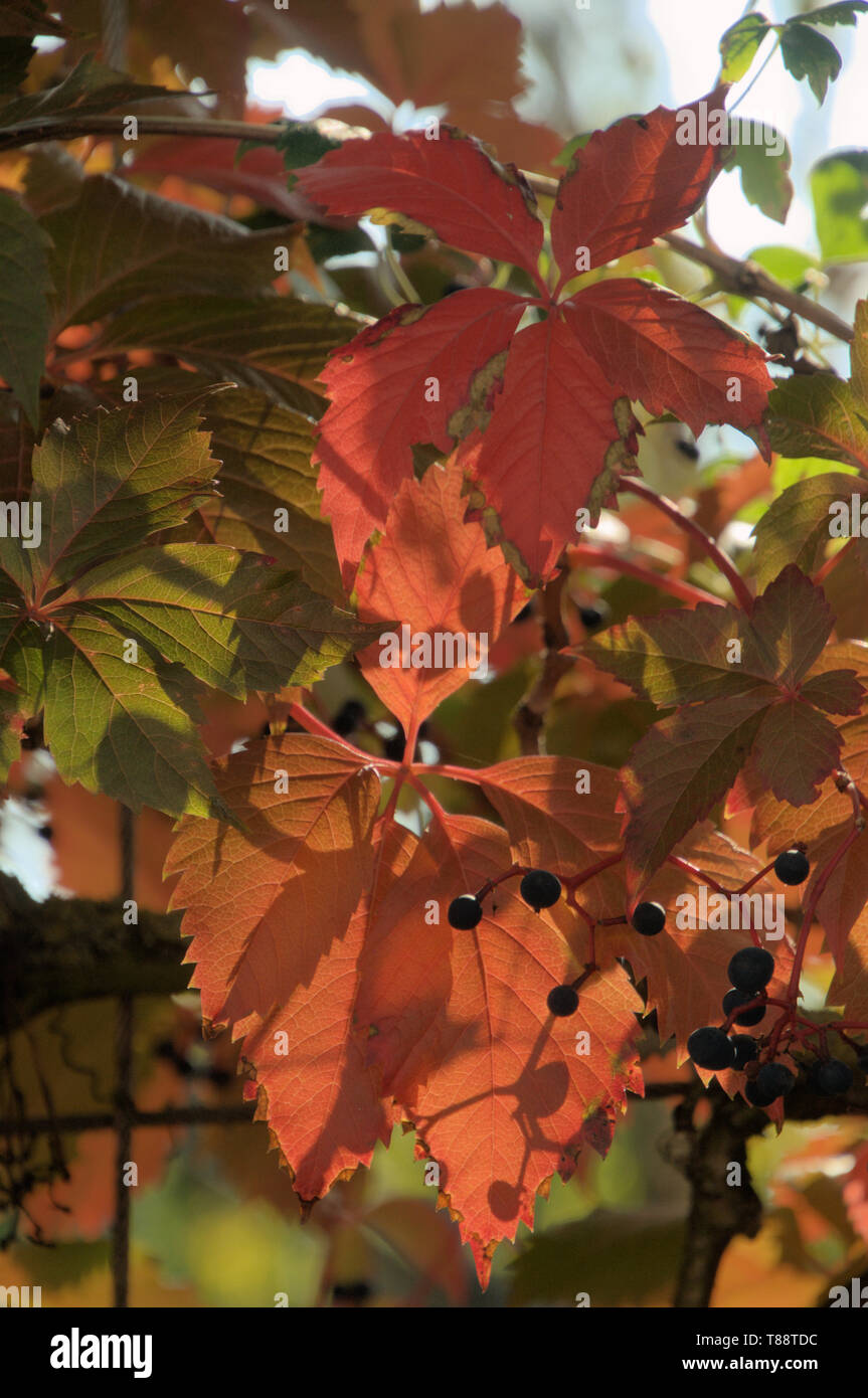 Rote Herbst Laub von wilden Reben auf dem Zaun in Zürich, Schweiz Stockfoto