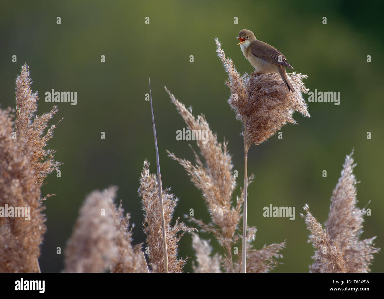 Marsh warbler singt auf ein Rohr Stöcke gehockt Stockfoto