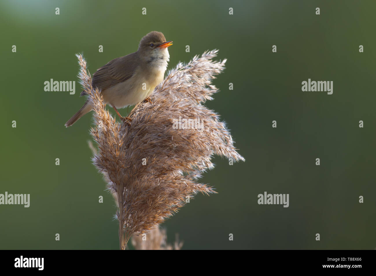 Marsh warbler singt leidenschaftlich auf ein Reed cane gehockt Stockfoto