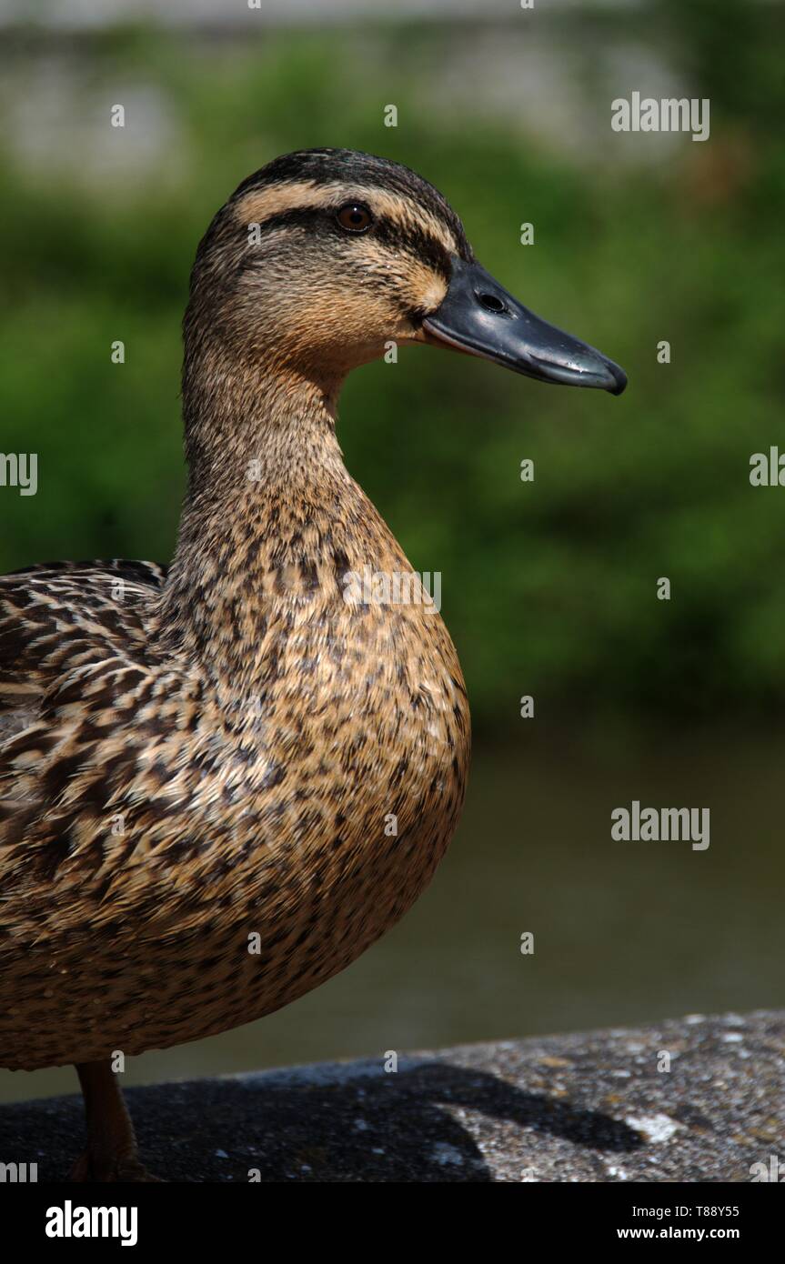 Ana platyrhyncos; Stockente auf Wand gehockt Stockfoto