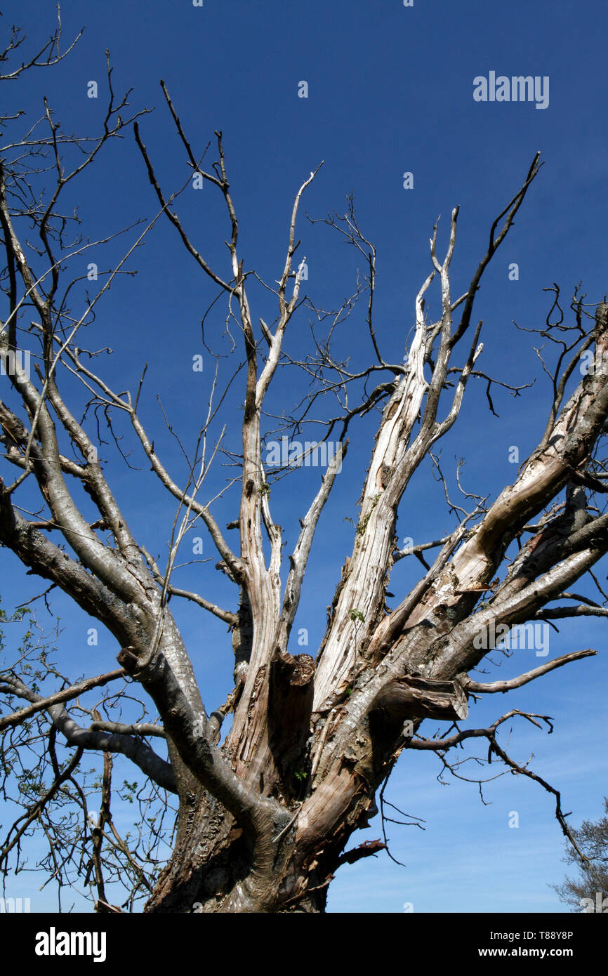 Tote Äste bis zu einem azurblauen Himmel Stockfoto