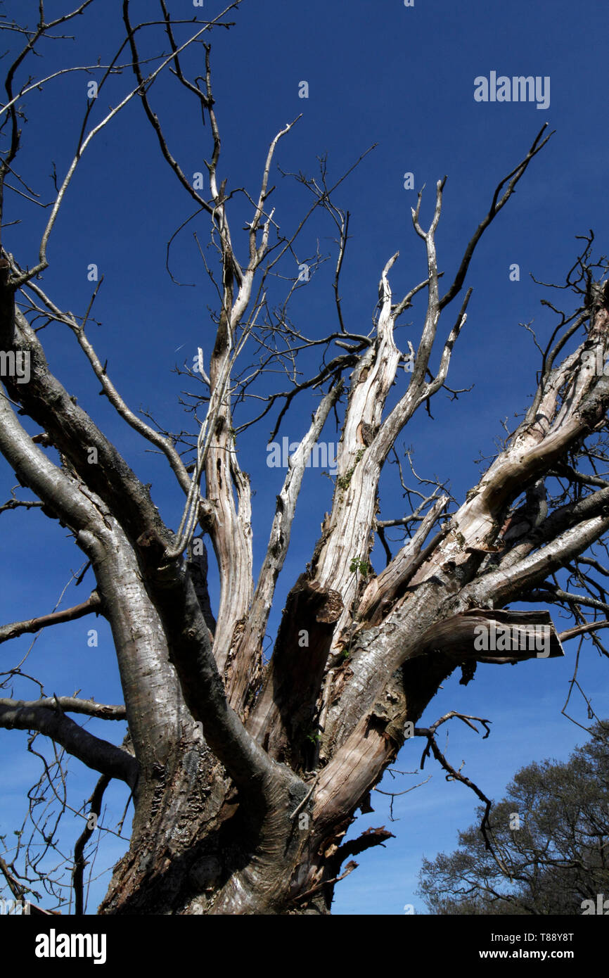 Tote Äste bis zu einem azurblauen Himmel Stockfoto