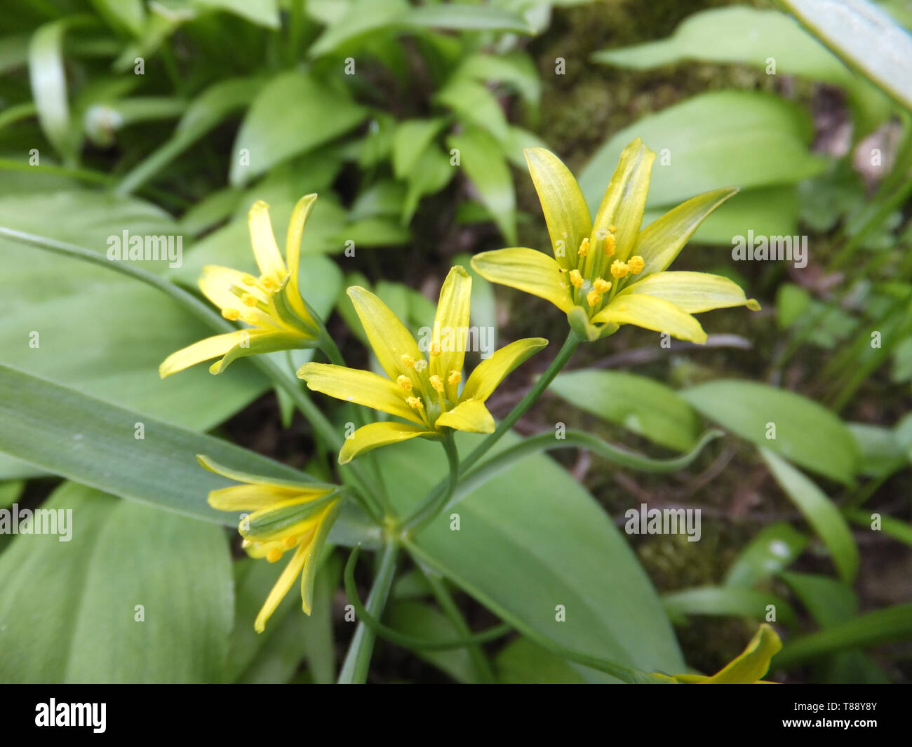 Gelber Stern-von-Bethlehem, Gagea lutea, Liliaceae Familie, wachsen im Wald auf grundlegende Böden. Selten, aber lokal reichlich. Blumen April - Mai, Mendips Stockfoto