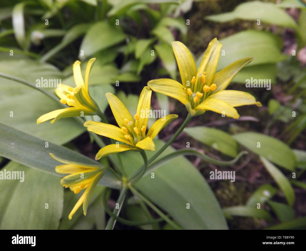 Gelber Stern-von-Bethlehem, Gagea lutea, Liliaceae Familie, wachsen im Wald auf grundlegende Böden. Selten, aber lokal reichlich. Blumen April - Mai, Mendips Stockfoto