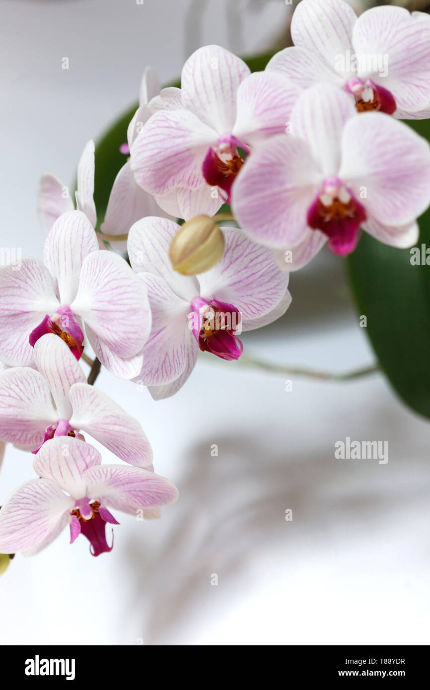 Blossom Licht orchid flower Stockfoto