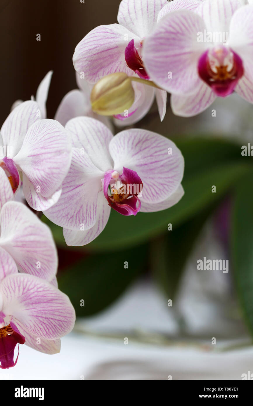 Blossom Licht orchid flower Stockfoto