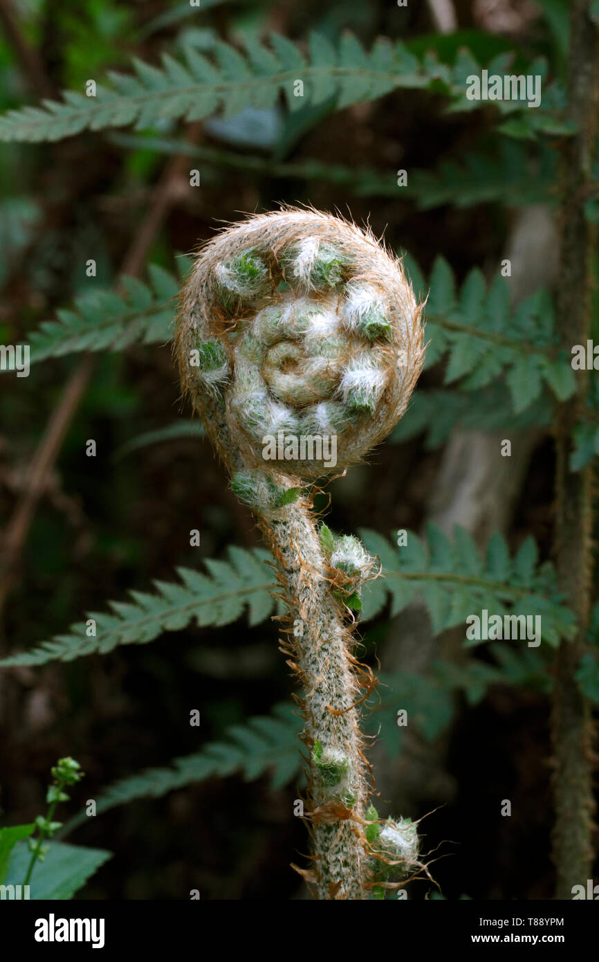 Natürliche Spirale, Natur, Farn, Farnen. Stockfoto