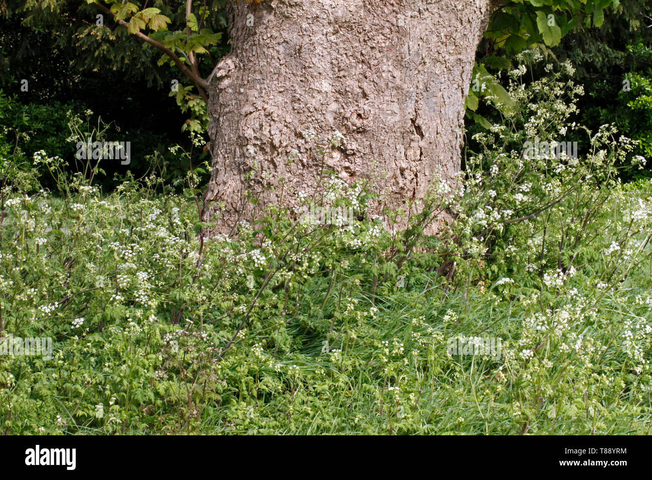Tote Äste bis zu einem azurblauen Himmel Stockfoto