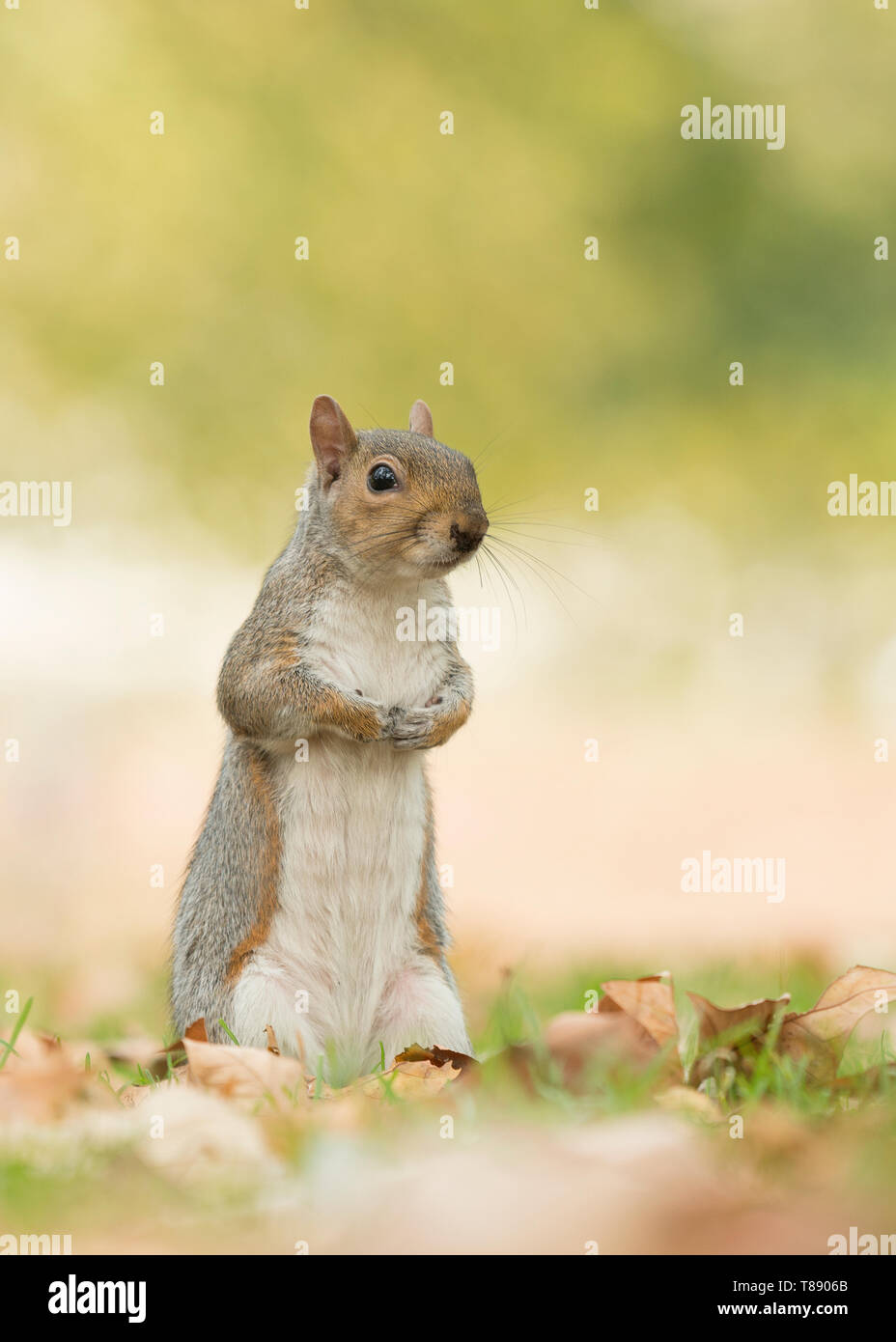 Niedliche graue Eichhörnchen aufrecht sitzend mit Herbstlaub auf dem Gras Stockfoto