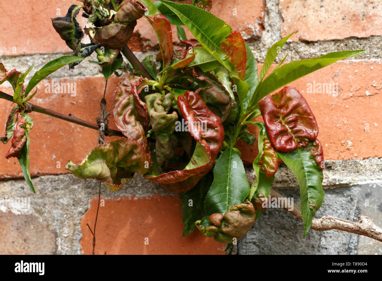 Pfirsich Blattschäden an einem Pfirsich- oder Nektarinenbäume Baum curl. Stockfoto