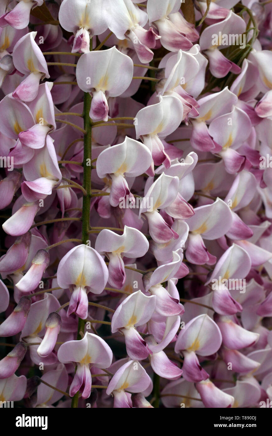 Rosa Glyzinien. Chinesische wisteria Blütenstände (Wisteria sinensis Floribunda), Stockfoto
